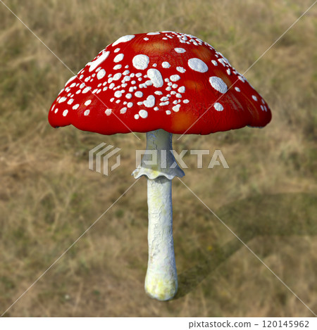 Fly agaric mushroom with red cap and white dots, Amanita mushroom, illustration Fly agaric mushroom with red cap and white dots, Amanita mushroom, illustration 120145962