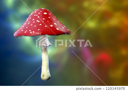 Fly agaric mushroom with red cap and white dots, Amanita mushroom, illustration 120145970
