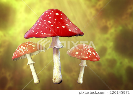 Fly agaric mushroom with red cap and white dots, Amanita mushroom, illustration Fly agaric mushroom with red cap and white dots, Amanita mushroom, illustration 120145971