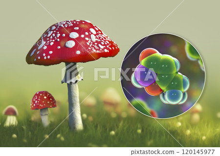Fly agaric mushroom, Amanita mushroom, and molecule of muscimol toxin Fly agaric mushroom, Amanita mushroom, and molecule of muscimol toxin 120145977