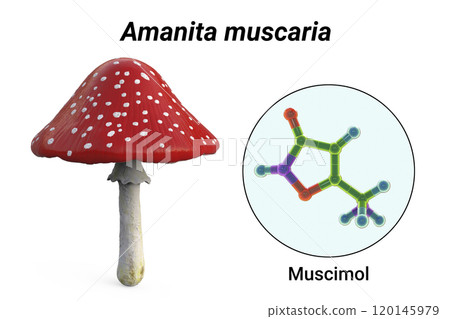 Fly agaric mushroom, Amanita mushroom, and molecule of muscimol toxin Fly agaric mushroom, Amanita mushroom, and molecule of muscimol toxin 120145979