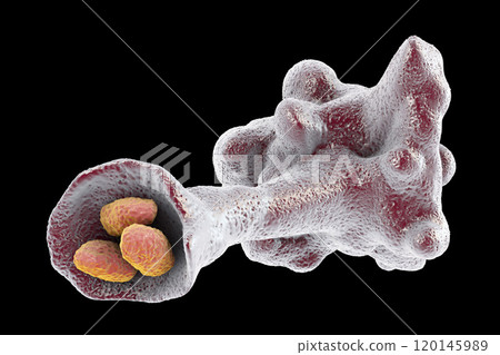 Amoeba protozoan engulfing bacteria Amoeba protozoan engulfing bacteria 120145989