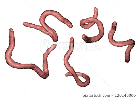 Parasitic hookworm Ancylosoma 120146000