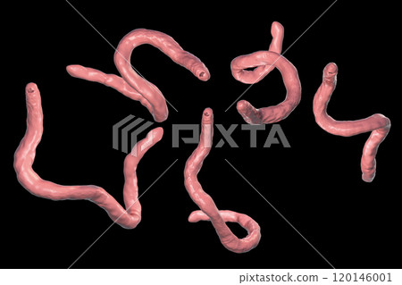 Parasitic hookworm Ancylosoma 120146001