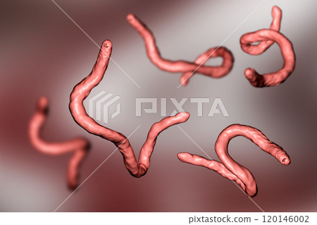 Parasitic hookworm Ancylosoma 120146002