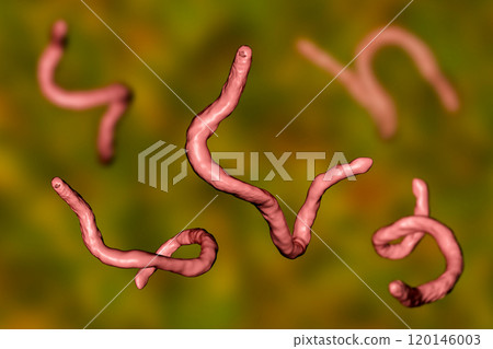 Parasitic hookworm Ancylosoma 120146003