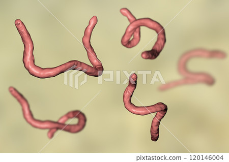 Parasitic hookworm Ancylosoma 120146004