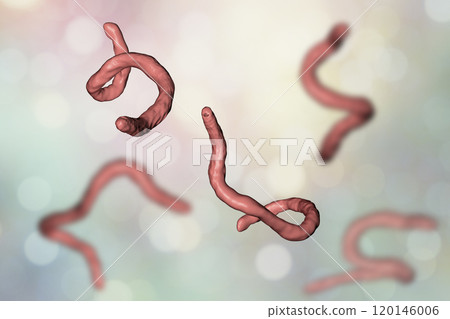 Parasitic hookworm Ancylosoma Parasitic hookworm Ancylosoma 120146006