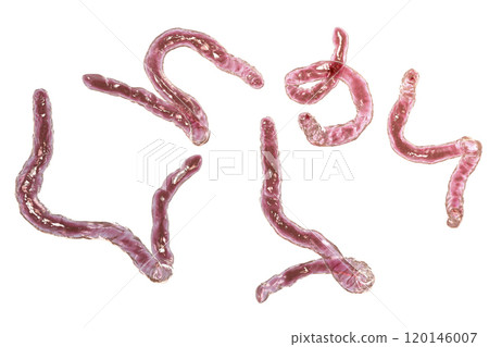 Parasitic hookworm Ancylosoma Parasitic hookworm Ancylosoma 120146007