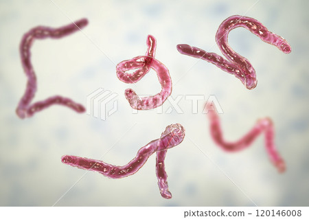 Parasitic hookworm Ancylosoma 120146008
