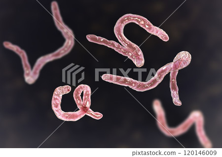 Parasitic hookworm Ancylosoma Parasitic hookworm Ancylosoma 120146009