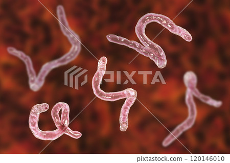 Parasitic hookworm Ancylosoma Parasitic hookworm Ancylosoma 120146010