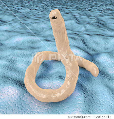 Parasitic hookworm Ancylosoma 120146012