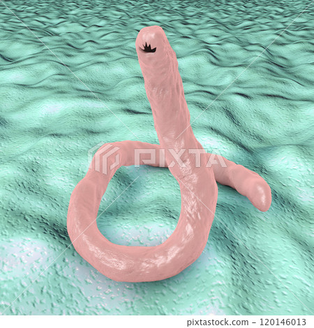 Parasitic hookworm Ancylosoma 120146013