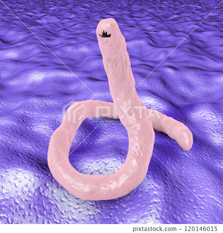 Parasitic hookworm Ancylosoma 120146015