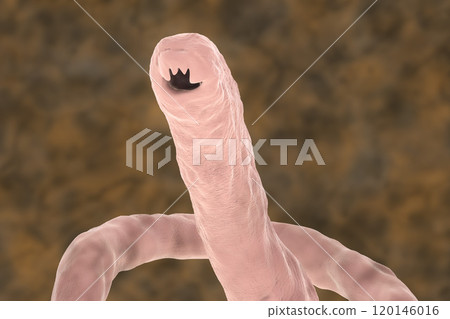 Head of a parasitic hookworm Ancylosoma 120146016
