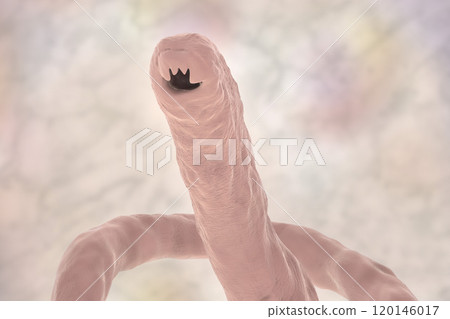 Head of a parasitic hookworm Ancylosoma 120146017