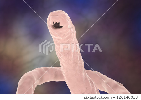 Head of a parasitic hookworm Ancylosoma 120146018