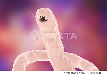 Head of a parasitic hookworm Ancylosoma 120146019