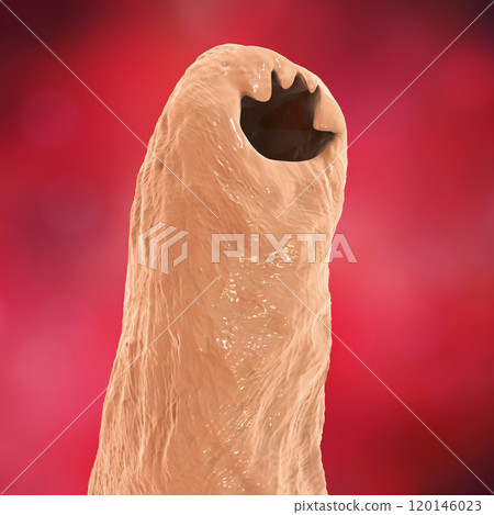 Head of a parasitic hookworm Ancylosoma 120146023