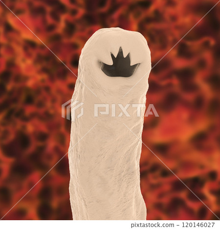 Head of a parasitic hookworm Ancylosoma 120146027