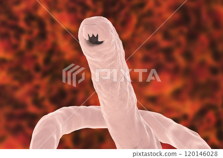 Head of a parasitic hookworm Ancylosoma 120146028