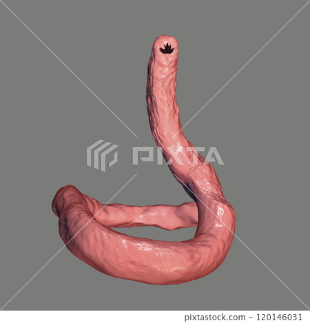 Parasitic hookworm Ancylosoma Parasitic hookworm Ancylosoma 120146031