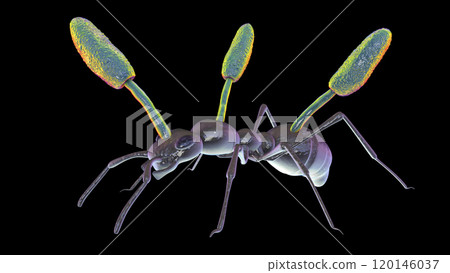 Cordyceps parasitic fungus growing on an ant, 3D illustration 120146037