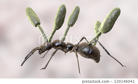 Cordyceps parasitic fungus growing on an ant, 3D illustration 120146041