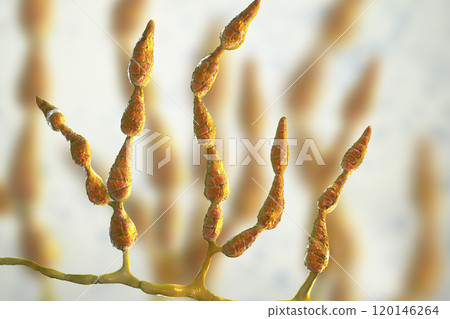 Mold Alternaria alternata, allergic fungus Mold Alternaria alternata, allergic fungus 120146264