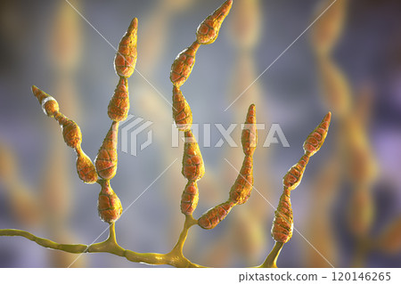 Mold Alternaria alternata, allergic fungus Mold Alternaria alternata, allergic fungus 120146265
