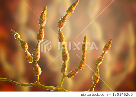 Mold Alternaria alternata, allergic fungus Mold Alternaria alternata, allergic fungus 120146266