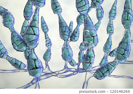 Mold Alternaria alternata, allergic fungus Mold Alternaria alternata, allergic fungus 120146269