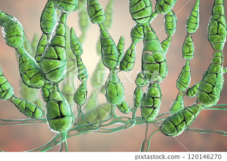 Mold Alternaria alternata, allergic fungus 120146270