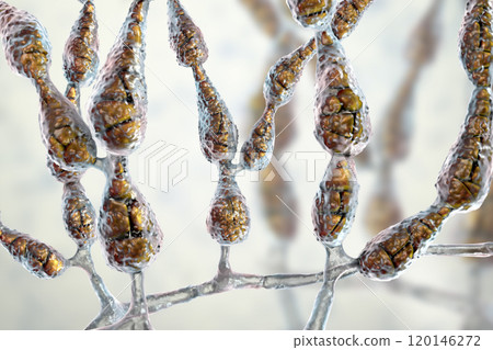 Mold Alternaria alternata, allergic fungus 120146272