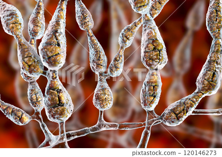 Mold Alternaria alternata, allergic fungus Mold Alternaria alternata, allergic fungus 120146273