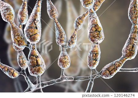 Mold Alternaria alternata, allergic fungus 120146274