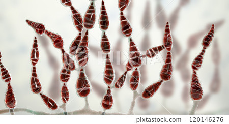 Mold Alternaria alternata, allergic fungus Mold Alternaria alternata, allergic fungus 120146276