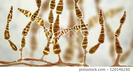 Mold Alternaria alternata, allergic fungus Mold Alternaria alternata, allergic fungus 120146280