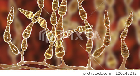 Mold Alternaria alternata, allergic fungus Mold Alternaria alternata, allergic fungus 120146282
