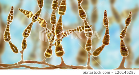 Mold Alternaria alternata, allergic fungus Mold Alternaria alternata, allergic fungus 120146283