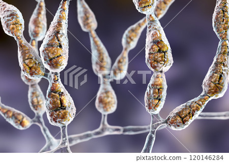 Mold Alternaria alternata Mold Alternaria alternata 120146284