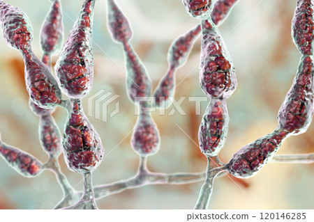 Mold Alternaria alternata Mold Alternaria alternata 120146285