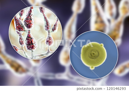Mold Alternaria alternata, illustration and photo of colony on nutrient medium 120146293