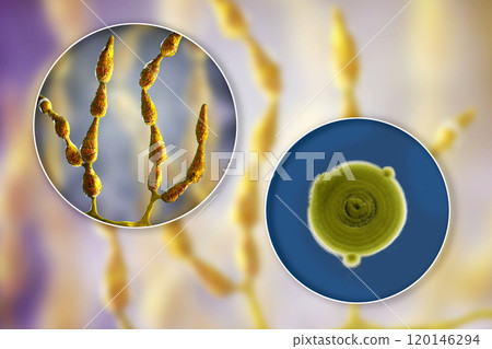 Mold Alternaria alternata, illustration and photo of colony on nutrient medium Mold Alternaria alternata, illustration and photo of colony on nutrient medium 120146294