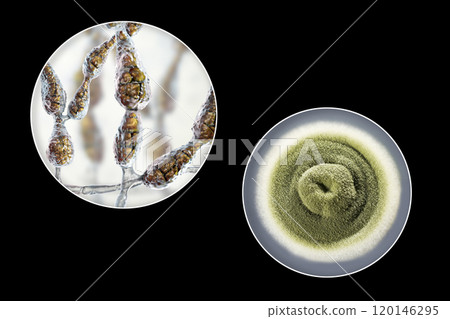 Mold Alternaria alternata, illustration and photo of colony on nutrient medium Mold Alternaria alternata, illustration and photo of colony on nutrient medium 120146295