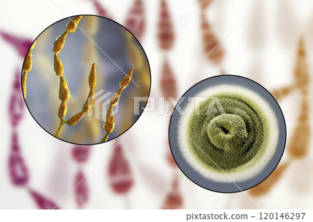 Mold Alternaria alternata, illustration and photo of colony on nutrient medium 120146297
