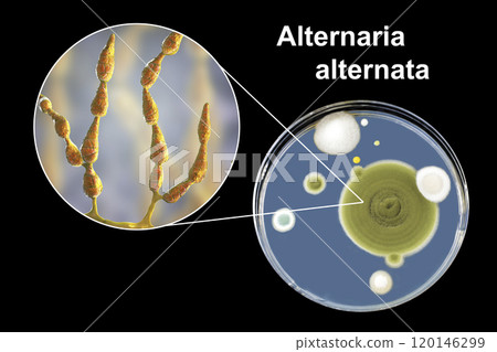 Mold Alternaria alternata, illustration and photo of colony on nutrient medium Mold Alternaria alternata, illustration and photo of colony on nutrient medium 120146299