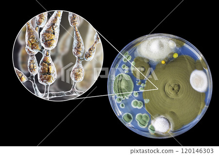 Mold Alternaria alternata, illustration and photo of colony on nutrient medium 120146303