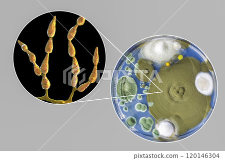 Mold Alternaria alternata, illustration and photo of colony on nutrient medium Mold Alternaria alternata, illustration and photo of colony on nutrient medium 120146304